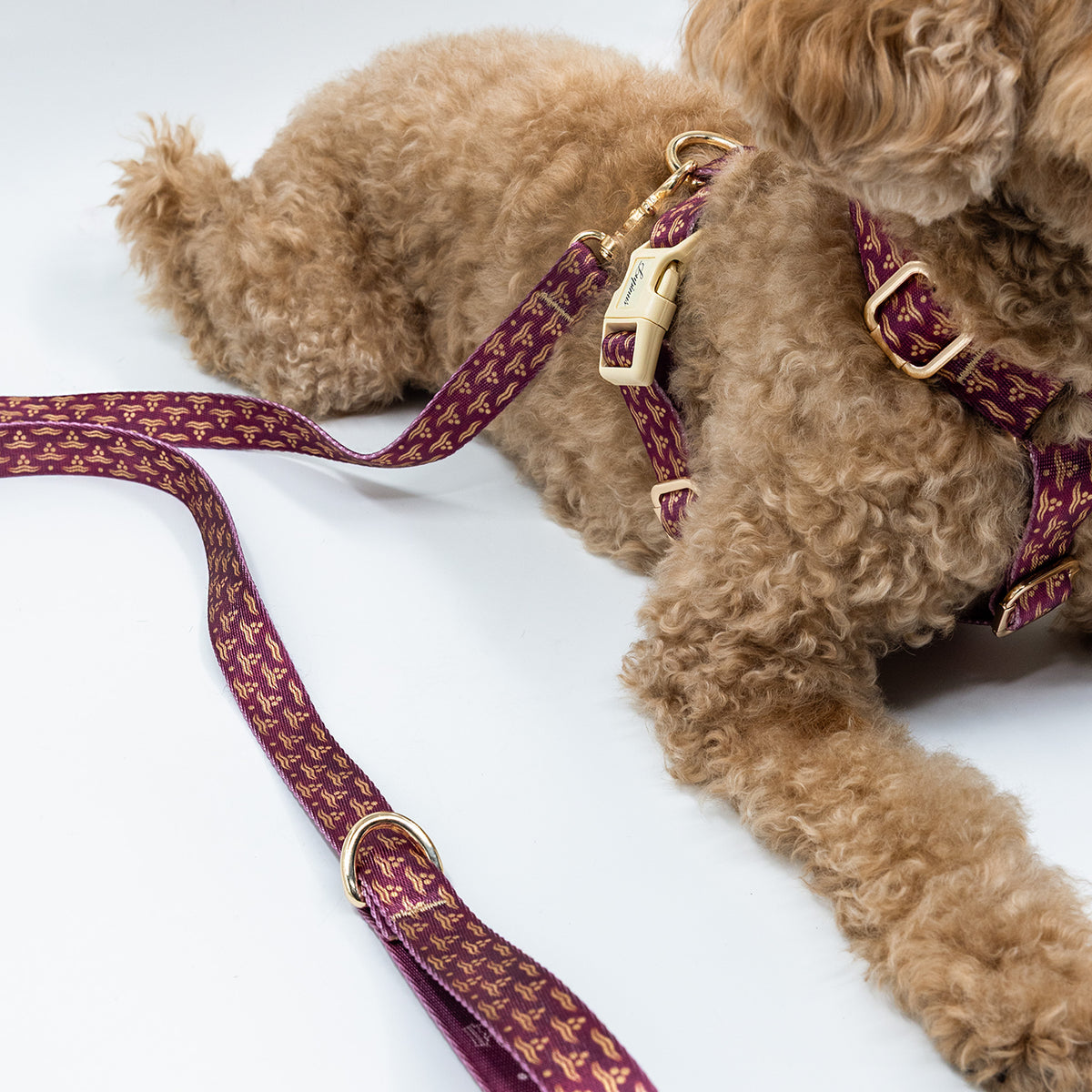 Arcus Cerasus x Chintamani Köpek Göğüs Tasması
