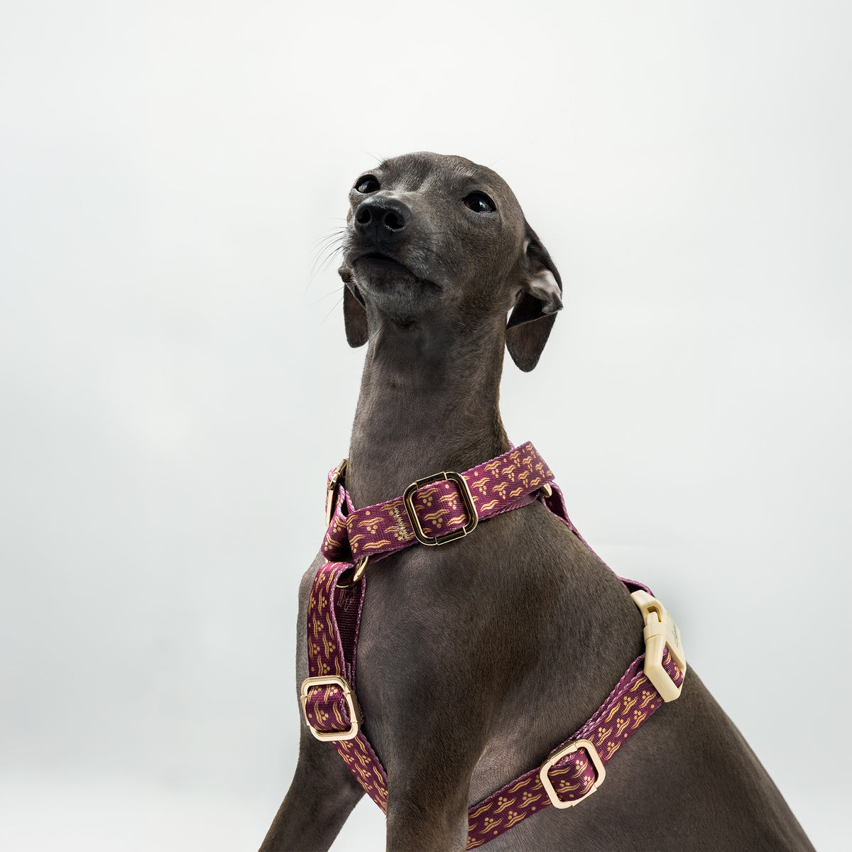 Arcus Cerasus x Chintamani Köpek Göğüs Tasması