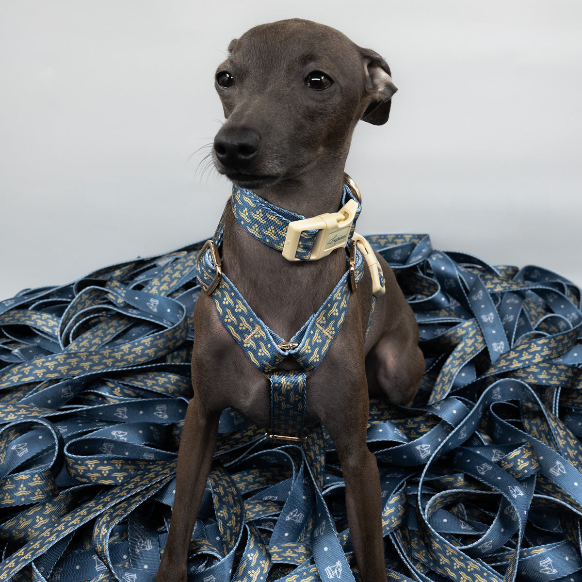 Arcus Marinus x Chintamani Köpek Göğüs Tasması