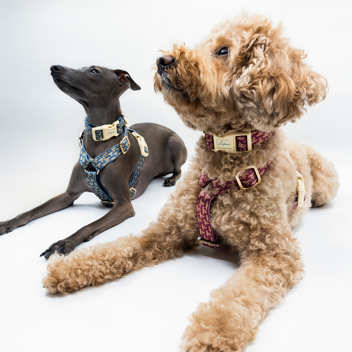 Arcus Marinus x Chintamani Köpek Göğüs Tasması