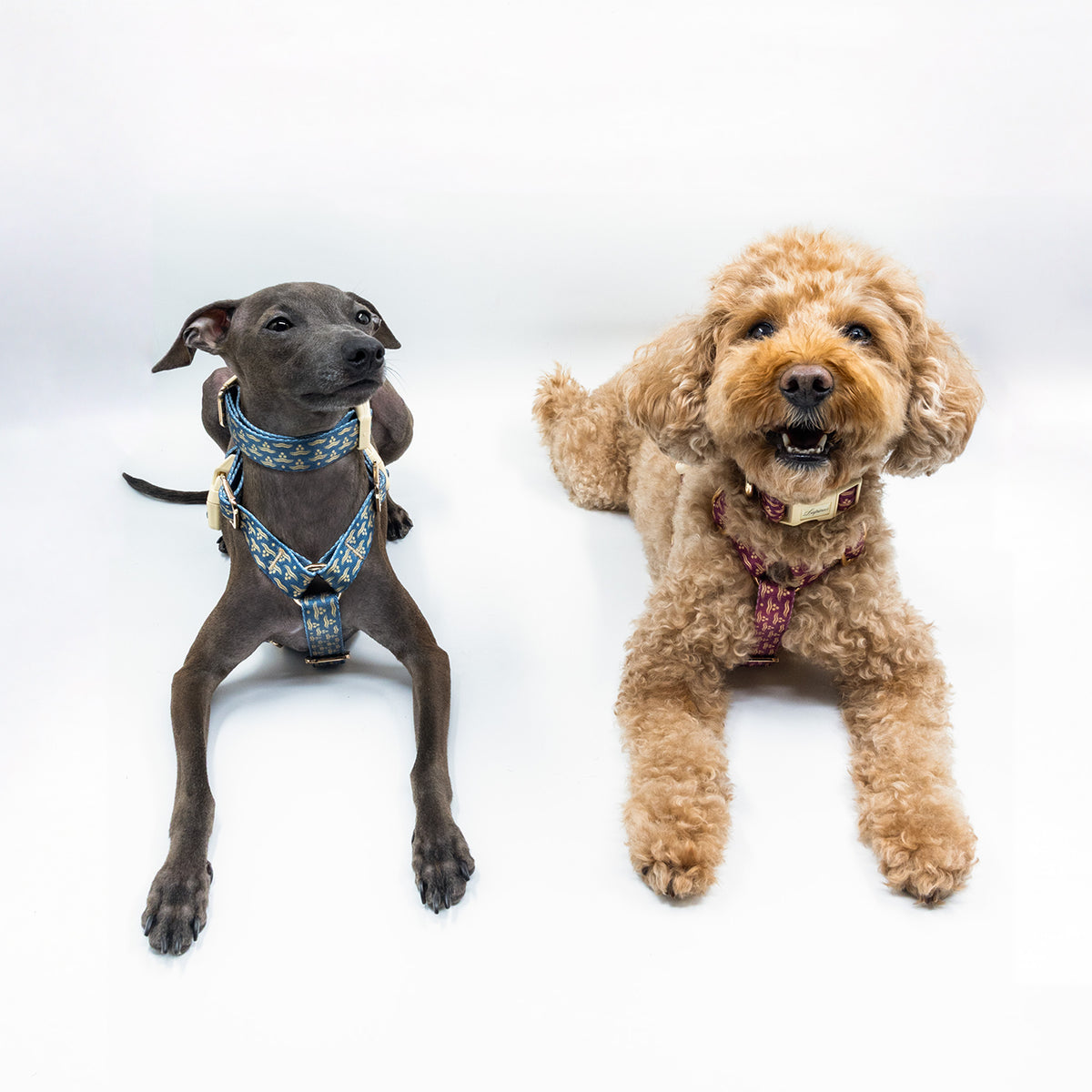 Arcus Marinus x Chintamani Köpek Göğüs Tasması