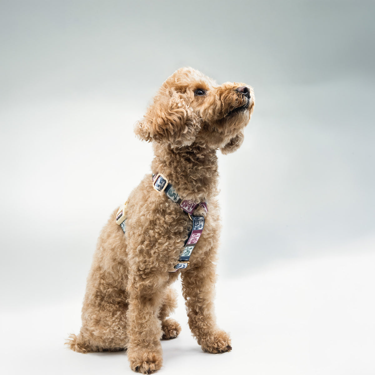 Arcus Picta x Memoria Köpek Göğüs Tasması