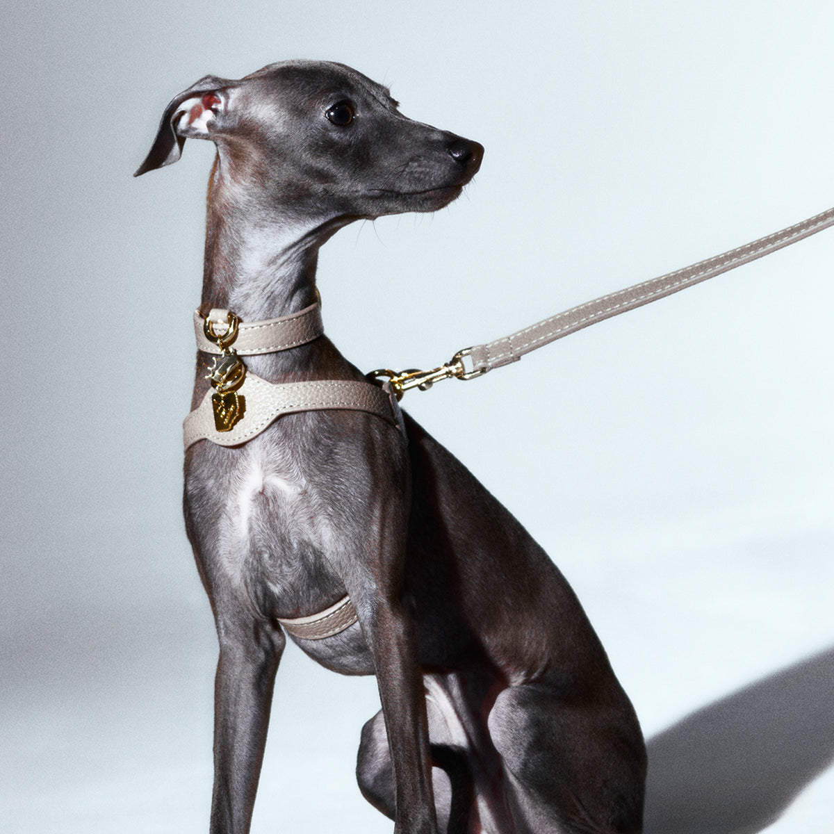 Coronet Charm Kişiselleştirilebilir Köpek İsimliği