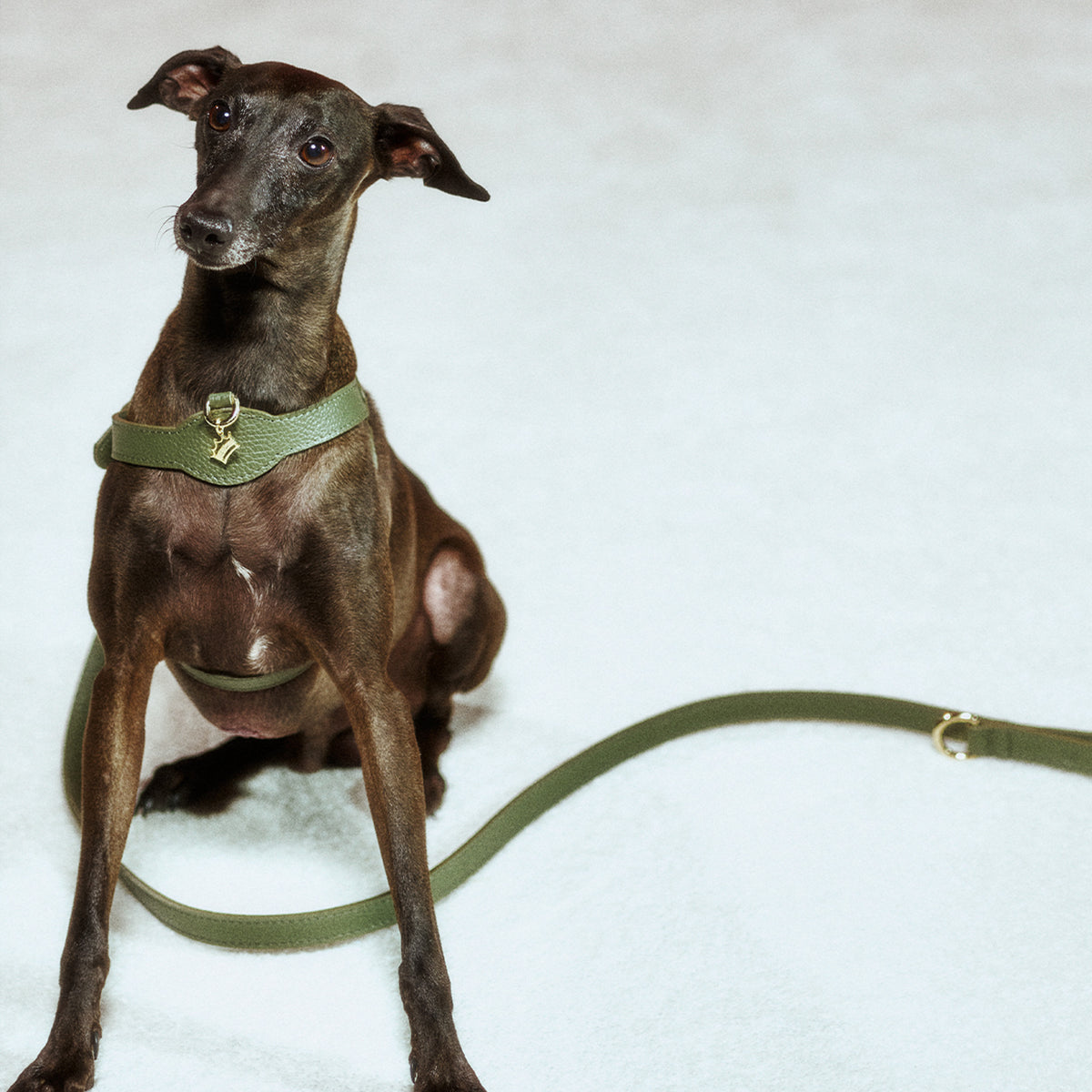 Coronet Charm Kişiselleştirilebilir Köpek İsimliği