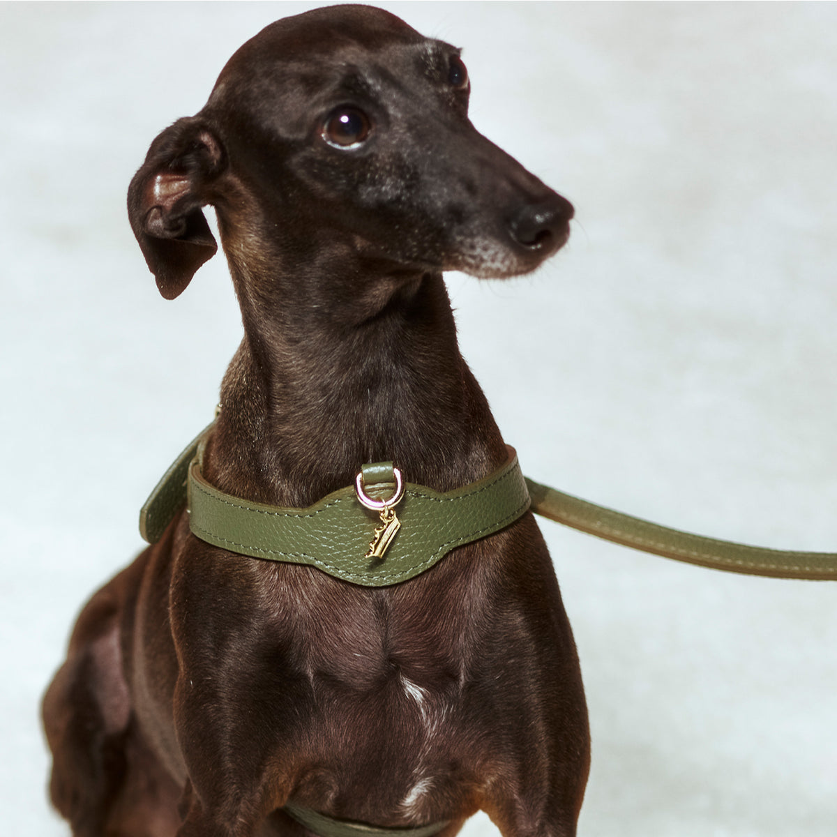 Coronet Charm Kişiselleştirilebilir Köpek İsimliği