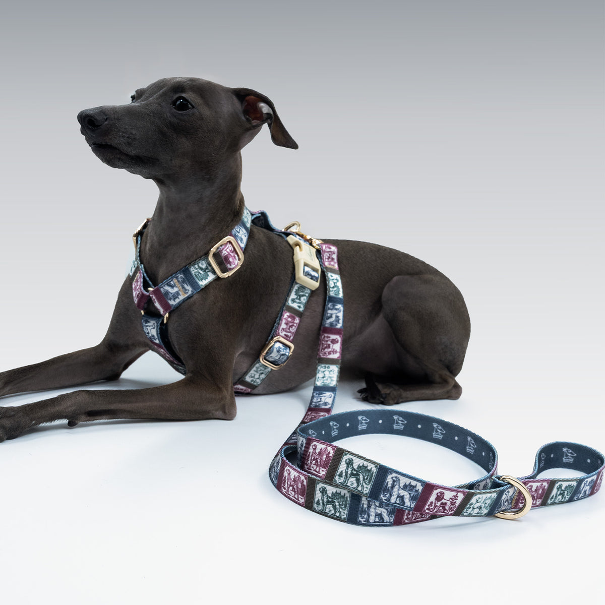 Ductus Picta x Memoria Köpek Gezdirme Kayışı
