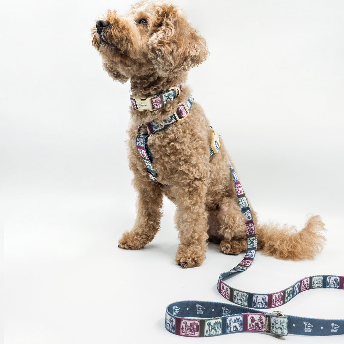 Ductus Picta x Memoria Köpek Gezdirme Kayışı