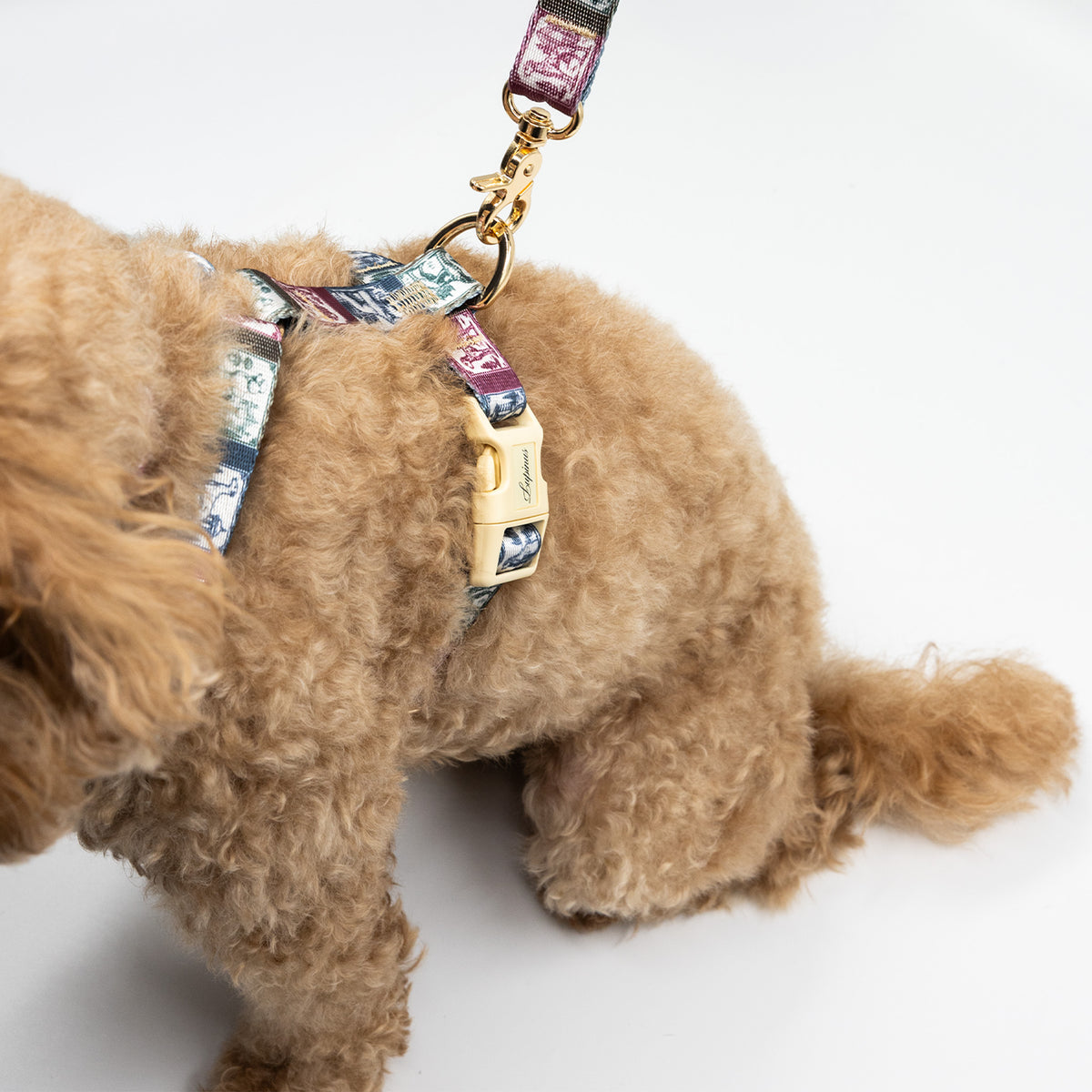 Ductus Picta x Memoria Köpek Gezdirme Kayışı