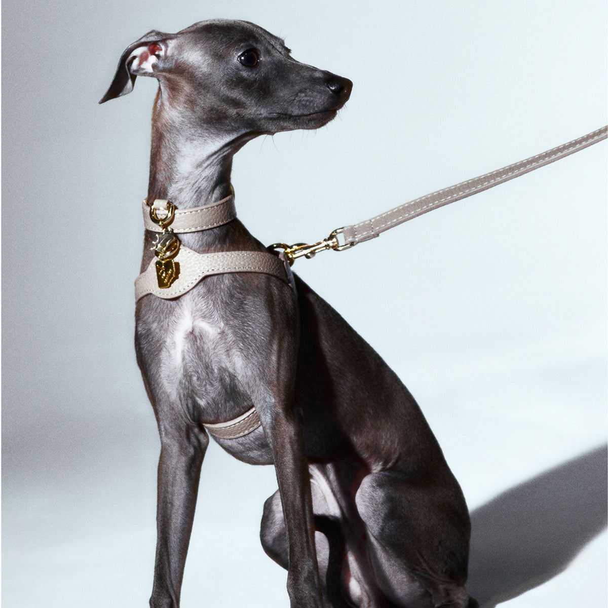Duke Byssus x Legacy Köpek Boyun Tasması