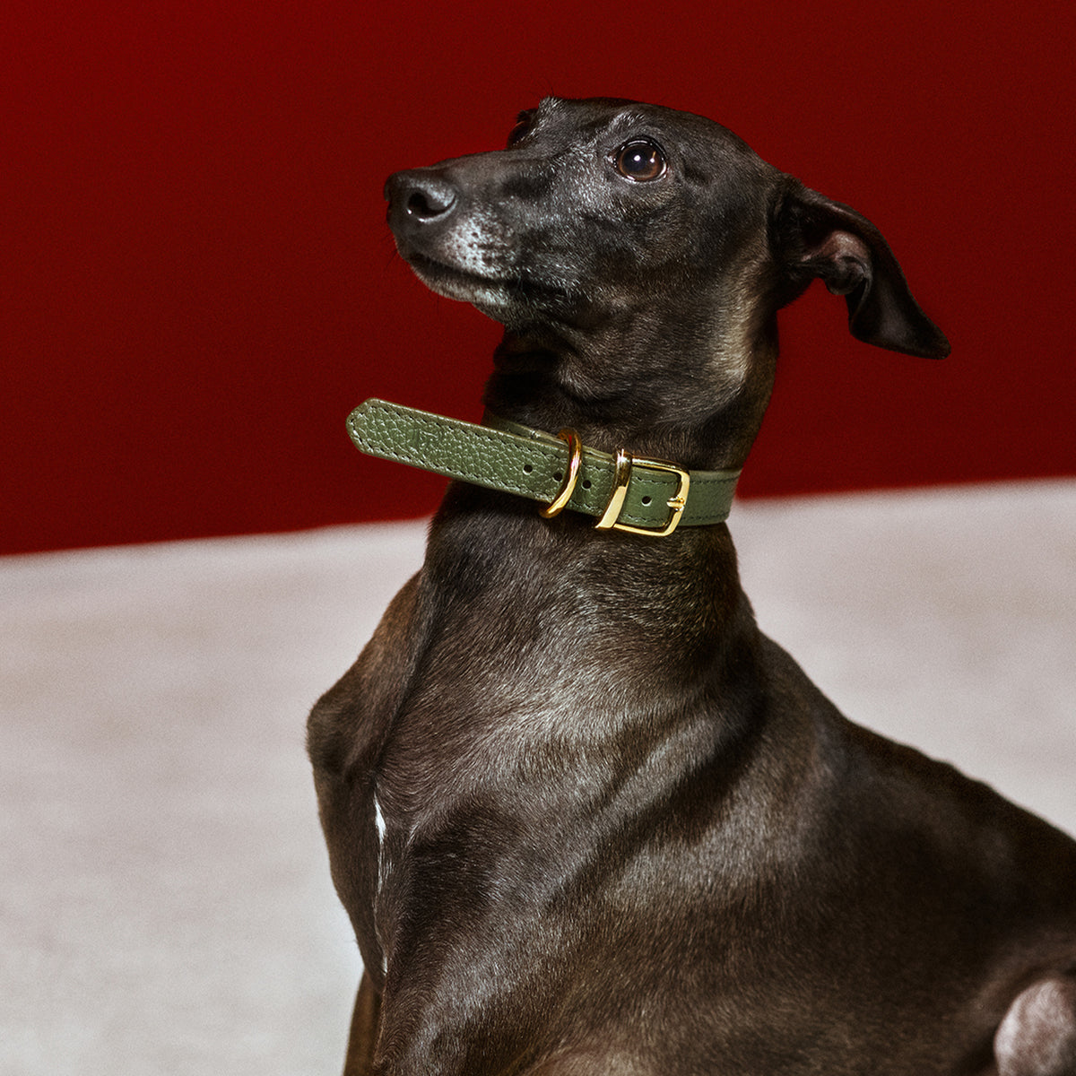 Duke Viridis x Legacy Köpek Boyun Tasması
