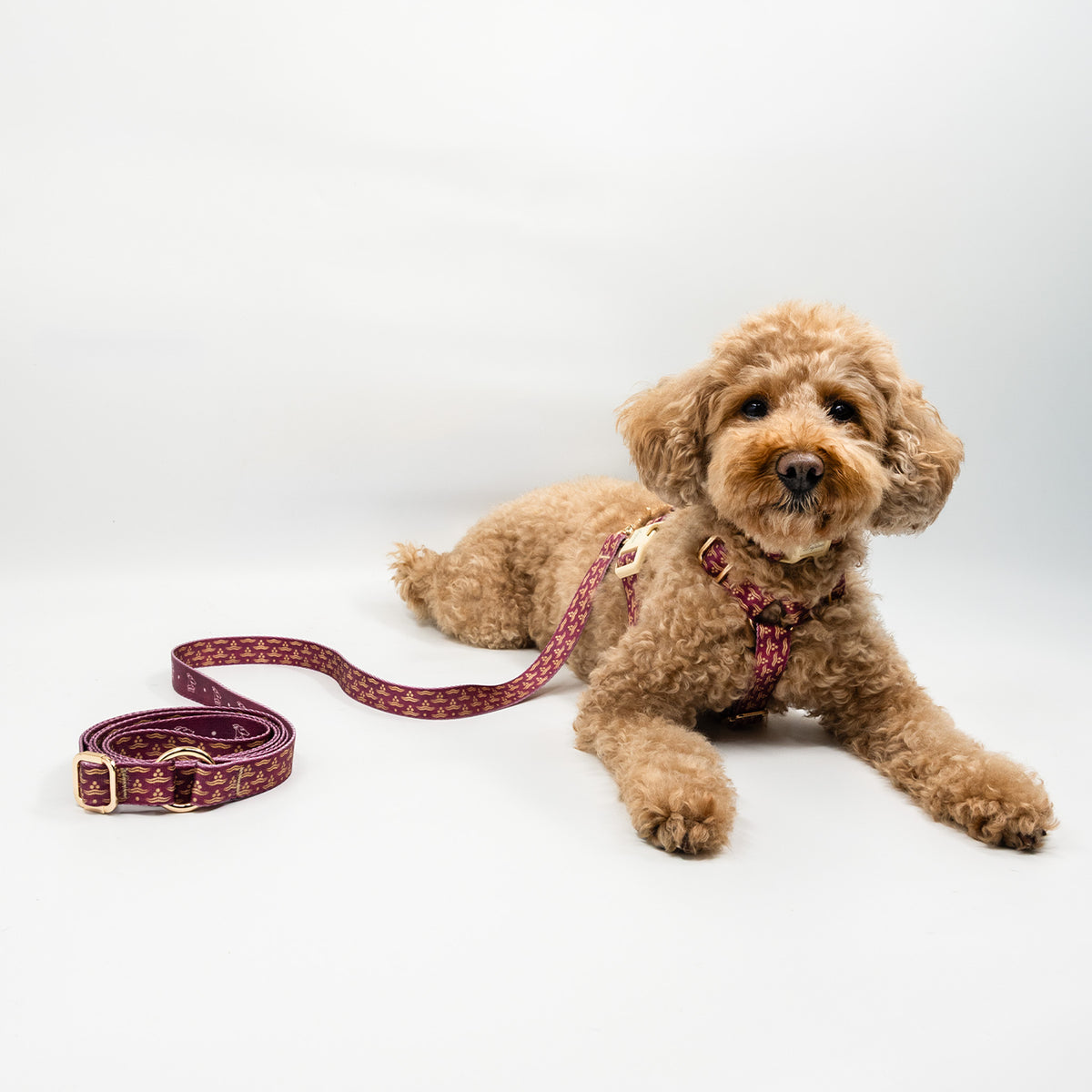 Flexus Cerasus x Chintamani Köpek Gezdirme Kayışı