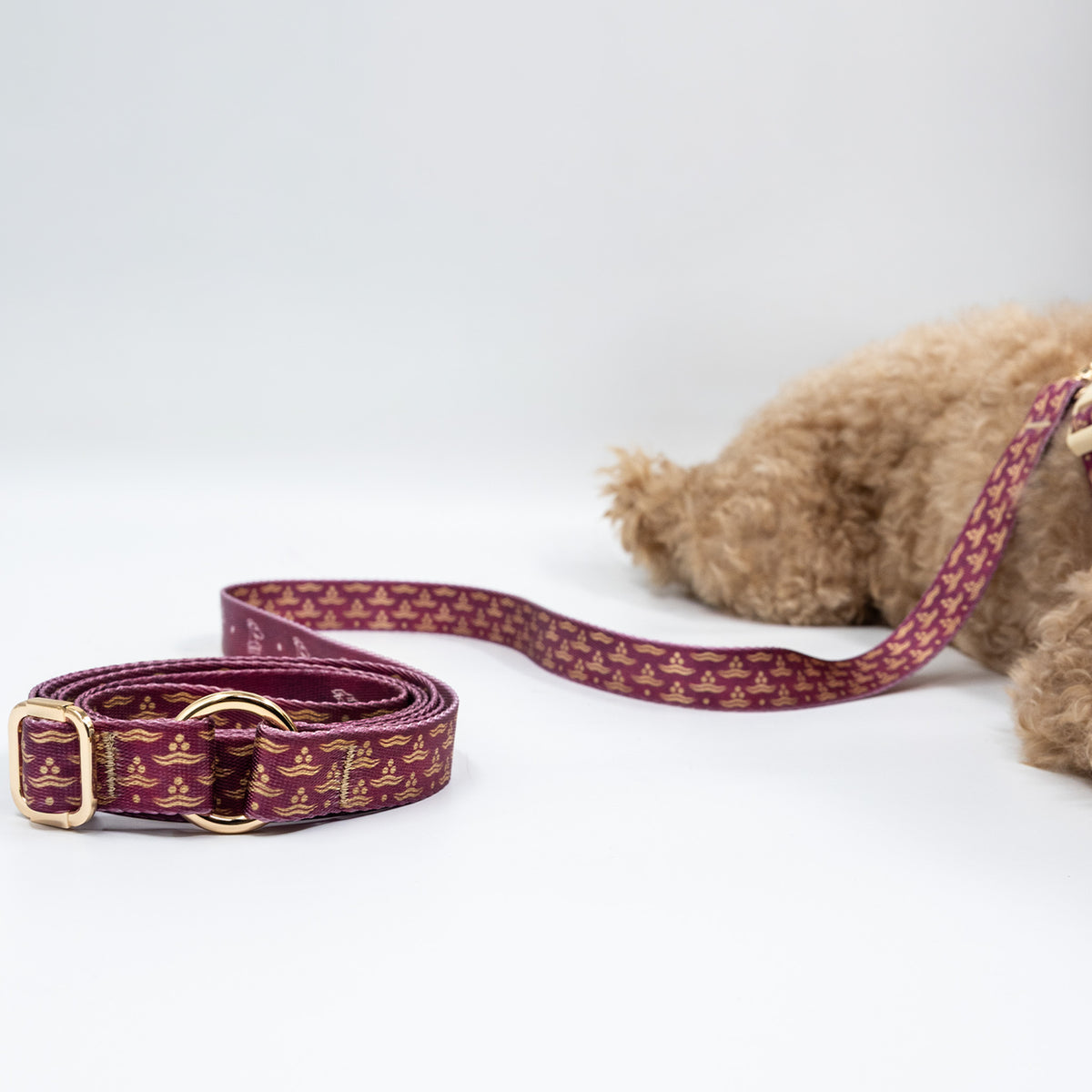 Flexus Cerasus x Chintamani Köpek Gezdirme Kayışı