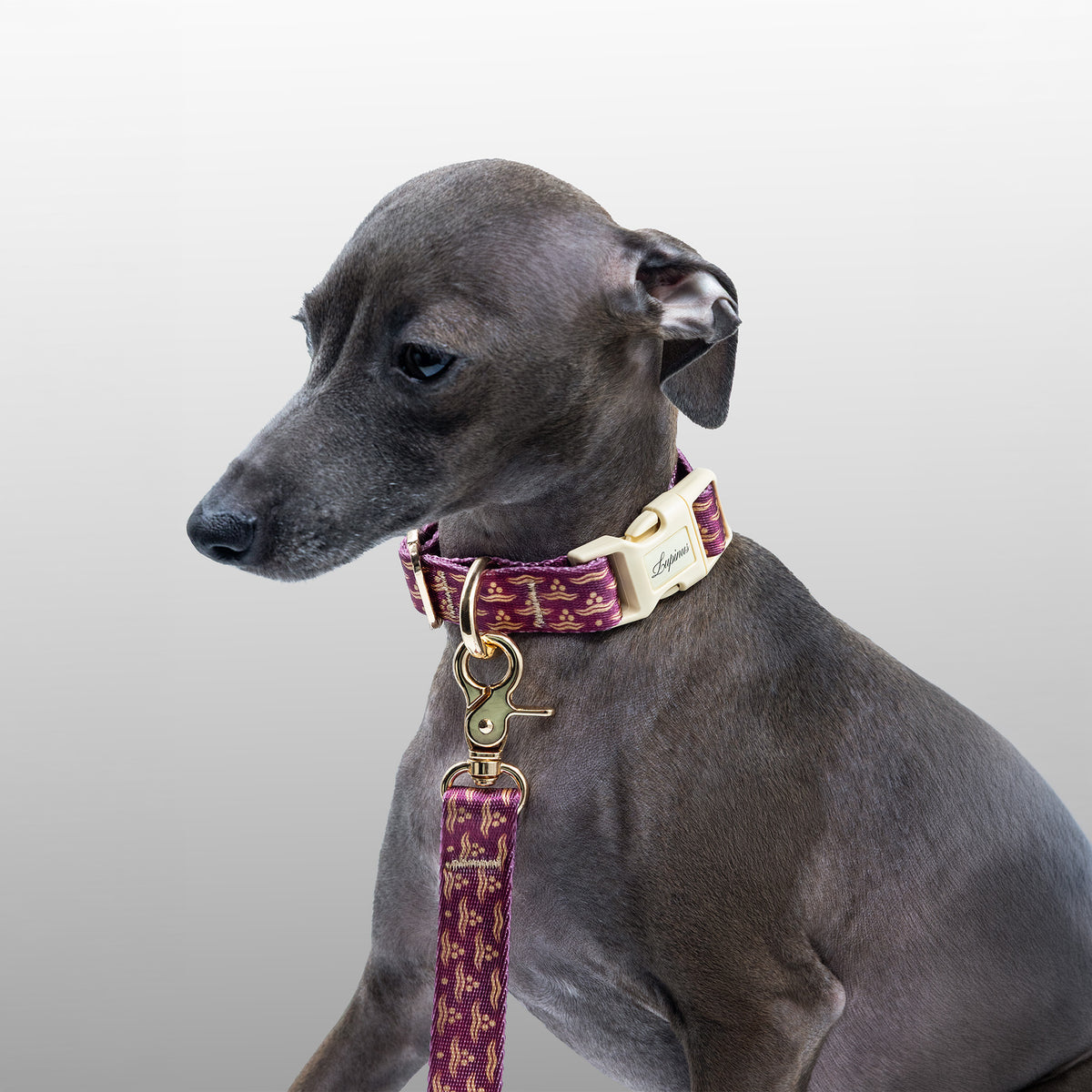 Flexus Cerasus x Chintamani Köpek Gezdirme Kayışı