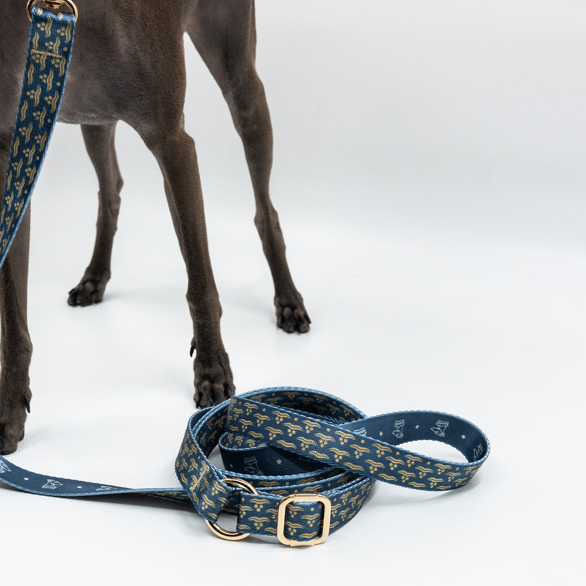 Flexus Marinus x Chintamani Köpek Gezdirme Kayışı