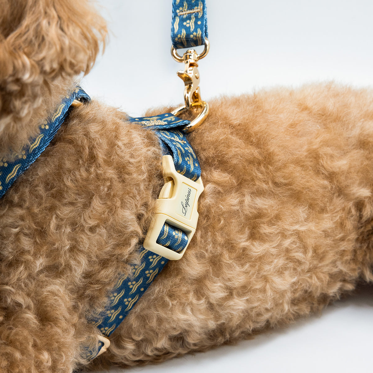 Flexus Marinus x Chintamani Köpek Gezdirme Kayışı