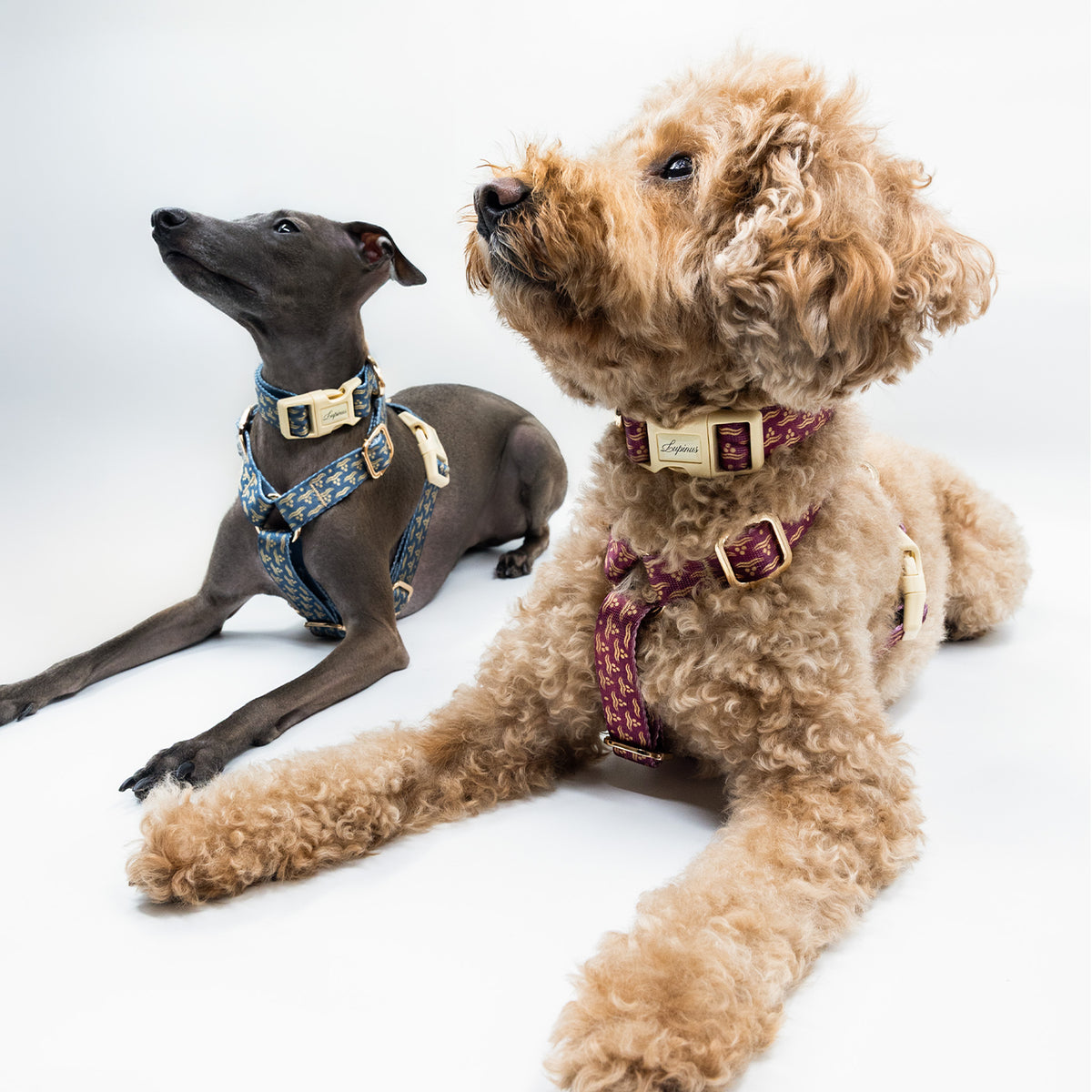 Nexus Cerasus x Chintamani Köpek Boyun Tasması
