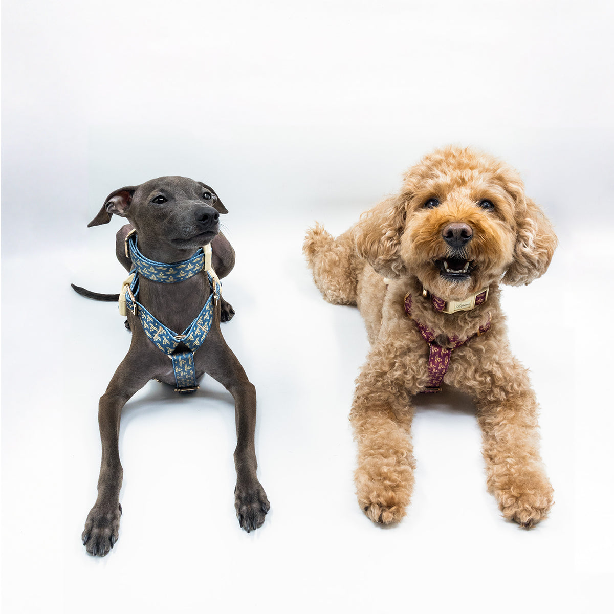 Nexus Marinus x Chintamani Köpek Boyun Tasması