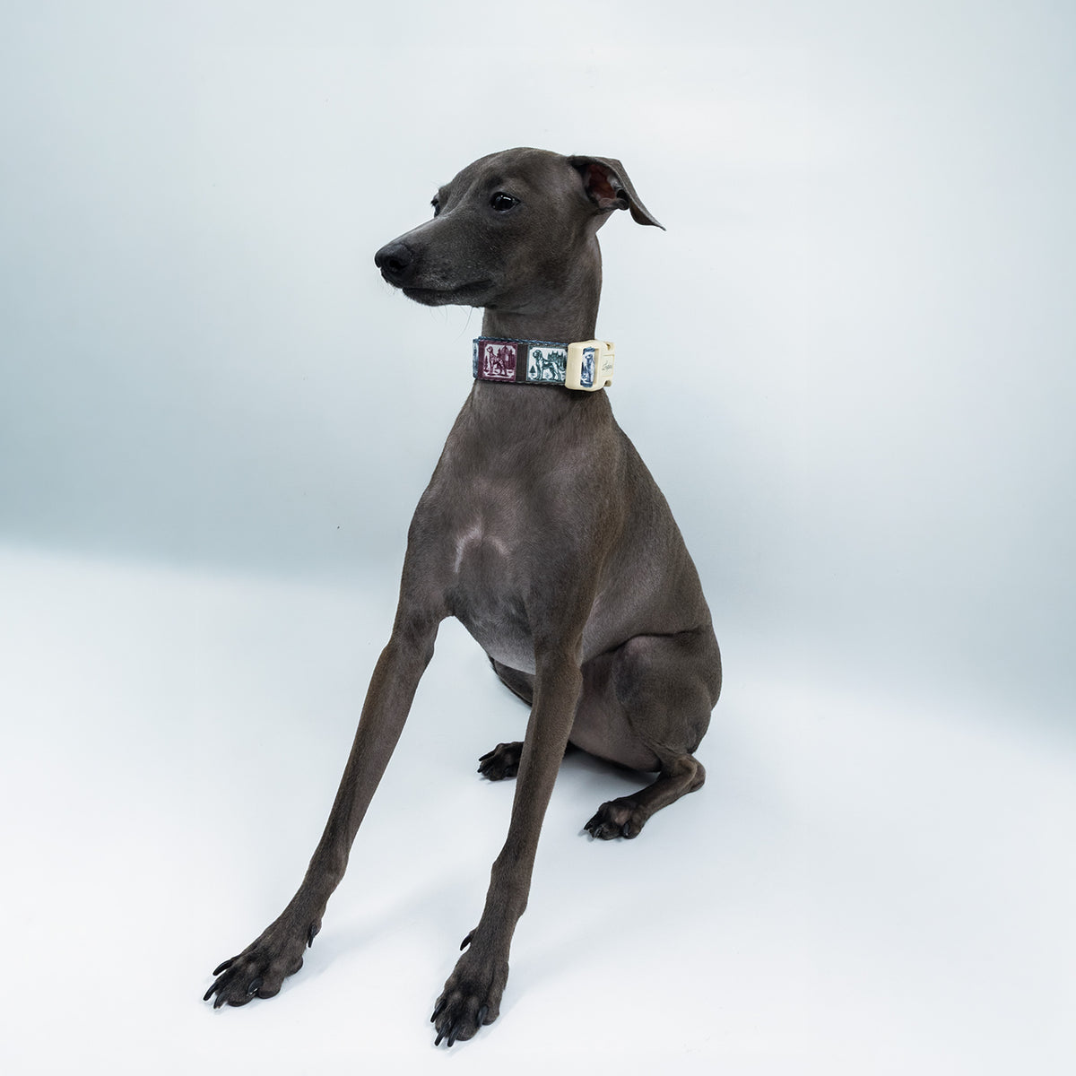 Nexus Picta x Memoria Köpek Boyun Tasması