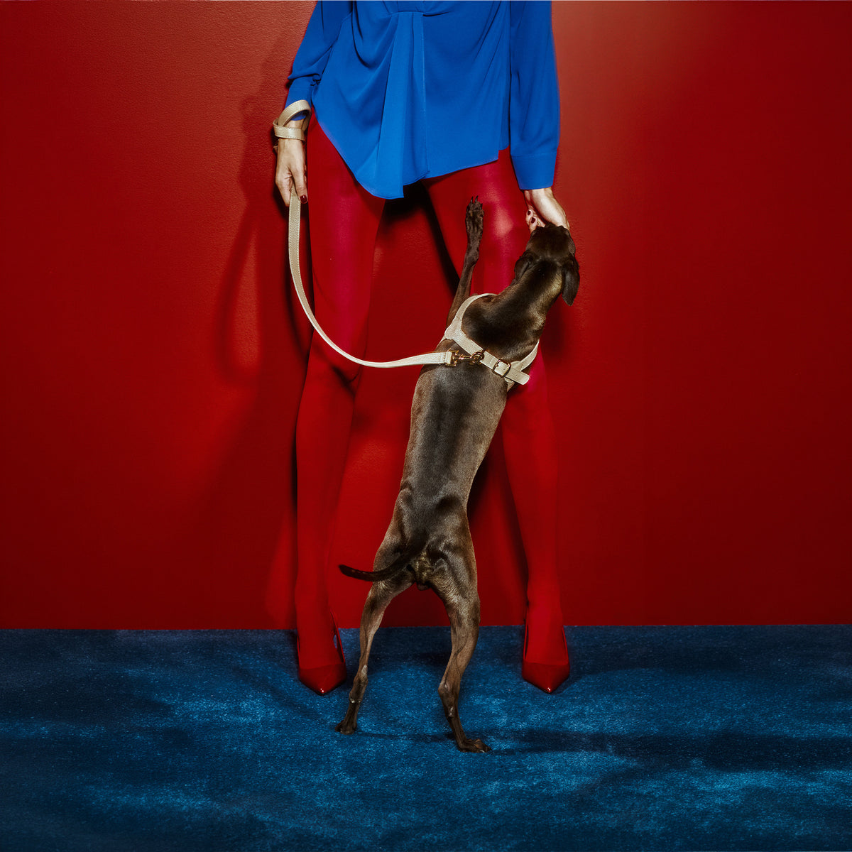 Royale Byssus x Legacy Köpek Göğüs Tasması