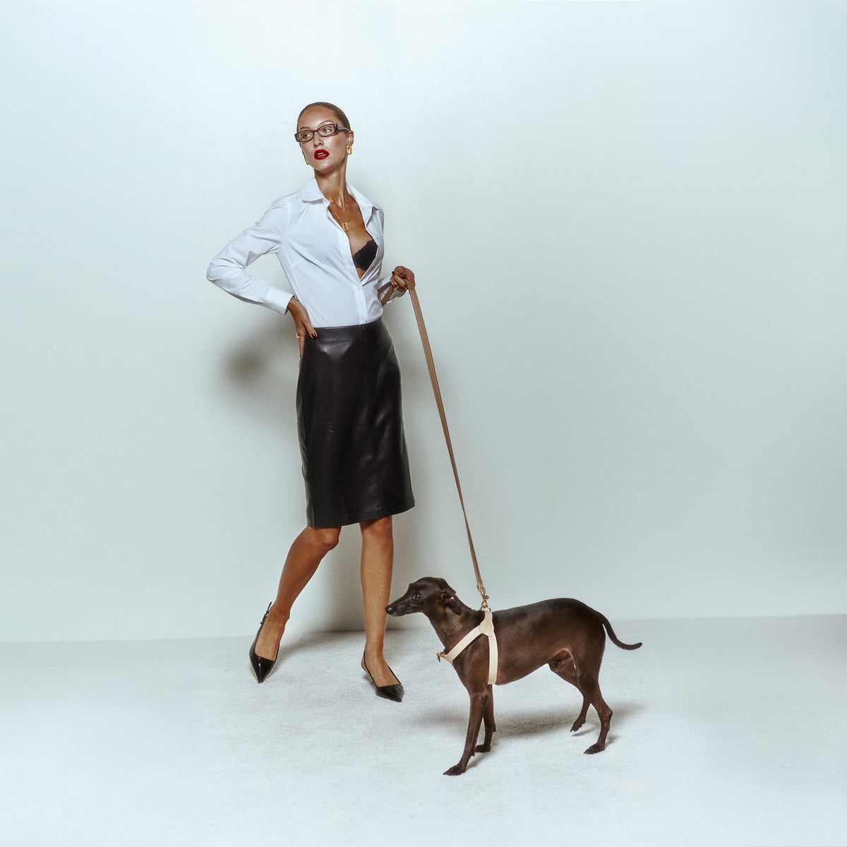 Royale Byssus x Legacy Köpek Göğüs Tasması