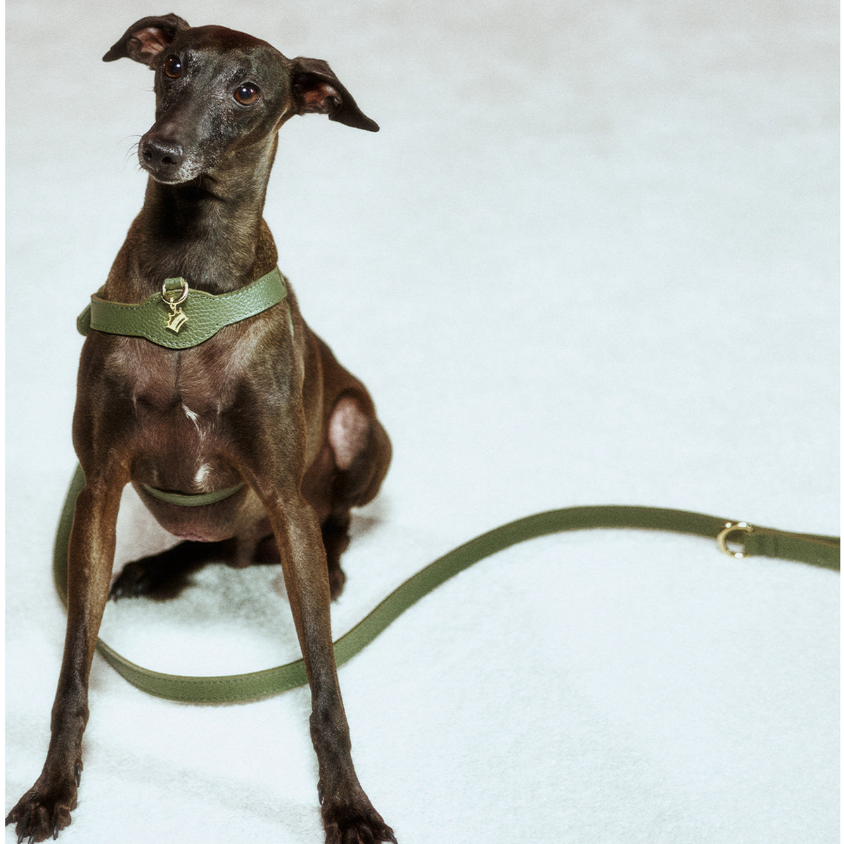 Royale Viridis x Legacy Köpek Göğüs Tasması
