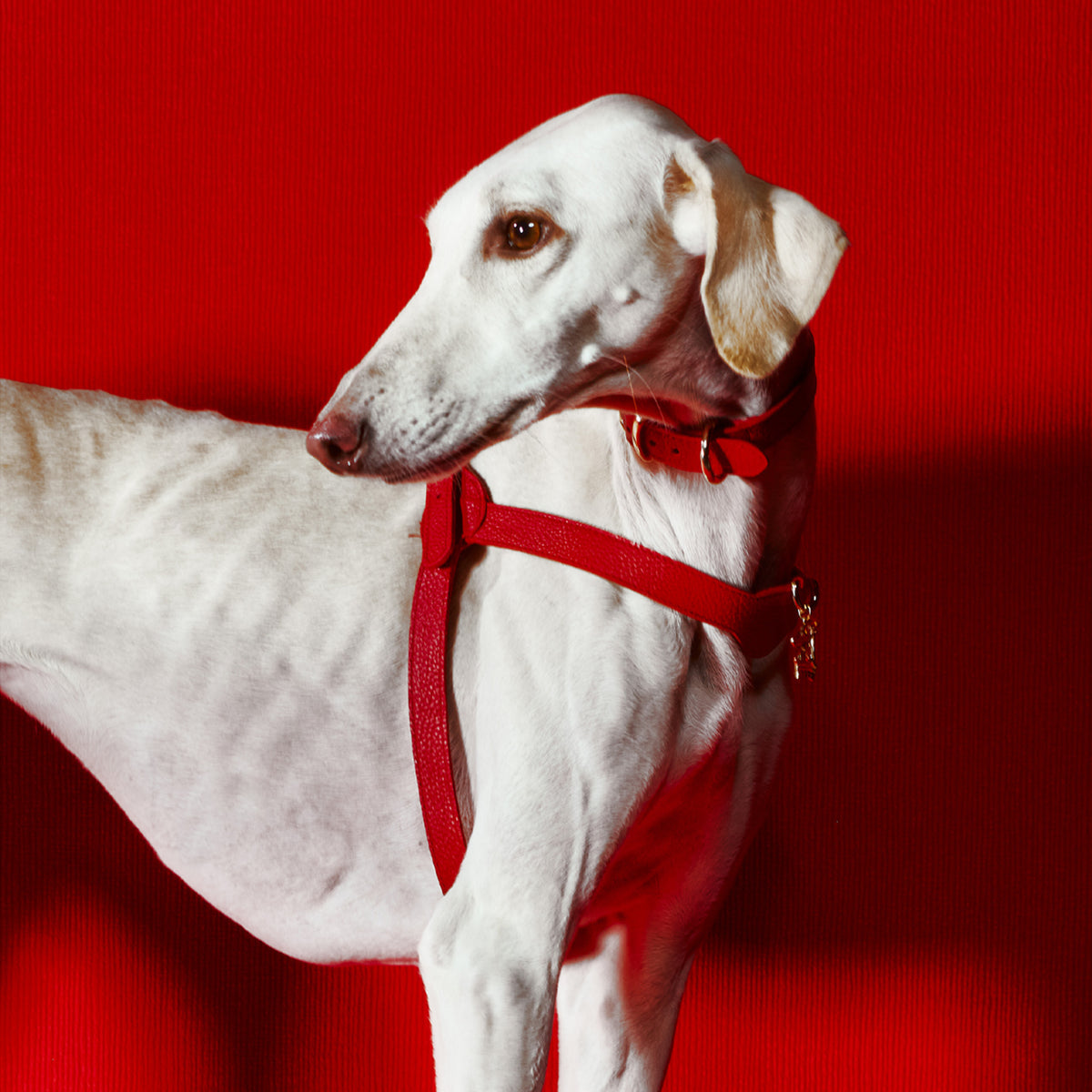 Lupinus Stone Serenus Charm Köpek Tasması Aksesuarı