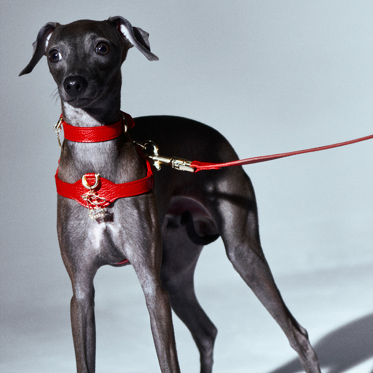 Lupinus Stone Serenus Charm Köpek Tasması Aksesuarı