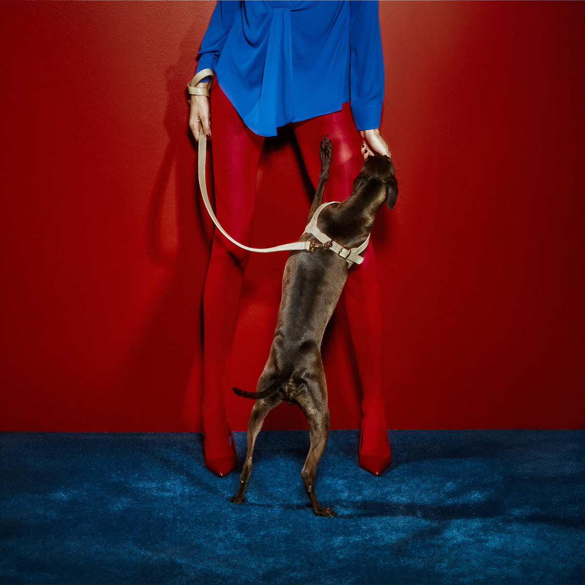 Grand Imperial Byssus x Legacy Köpek Gezdirme Kayışı