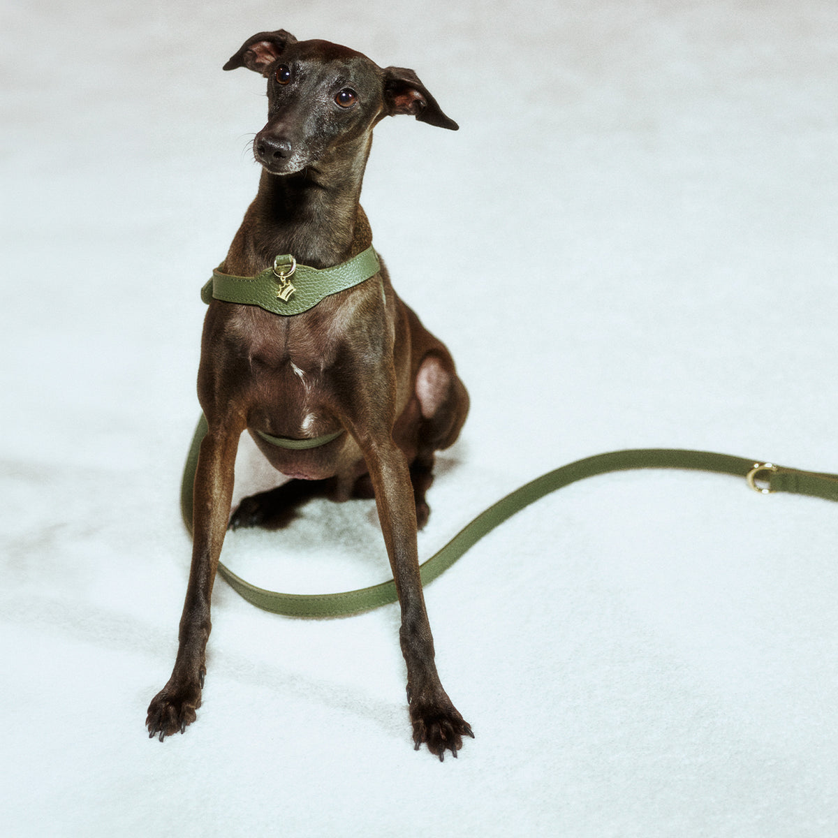 Grand Imperial Viridis x Legacy Köpek Gezdirme Kayışı
