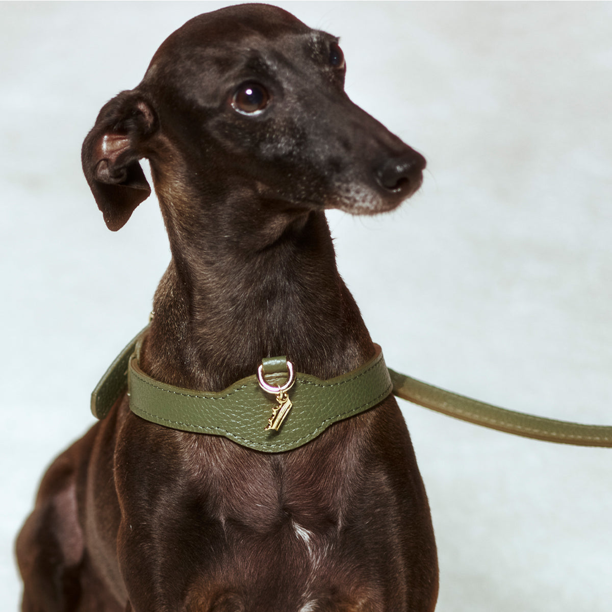 Grand Imperial Viridis x Legacy Köpek Gezdirme Kayışı