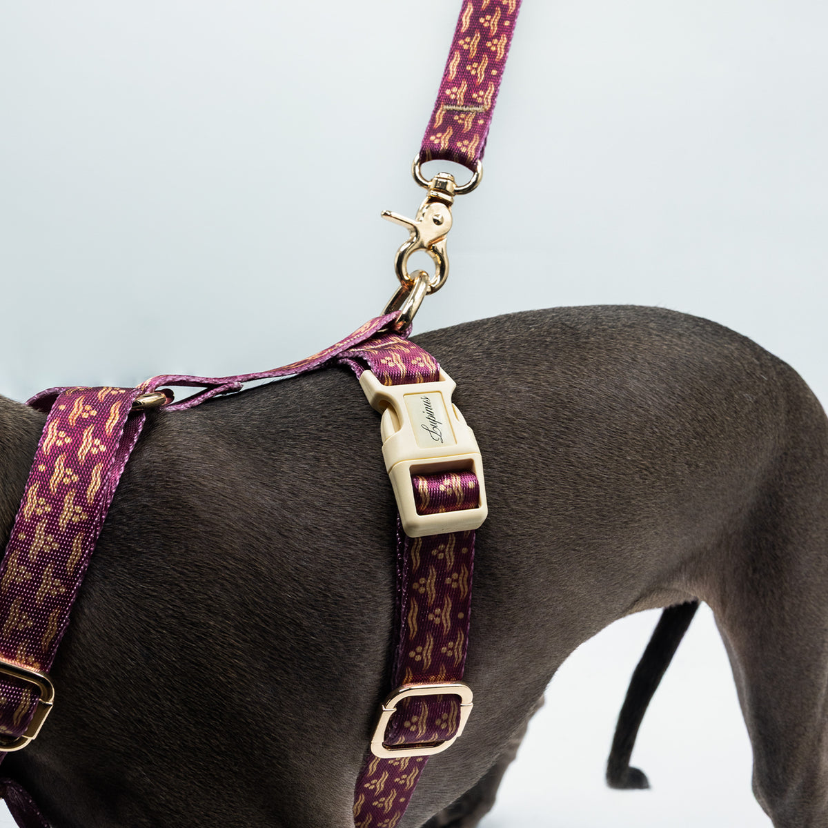 Arcus Cerasus x Chintamani Köpek Göğüs Tasması