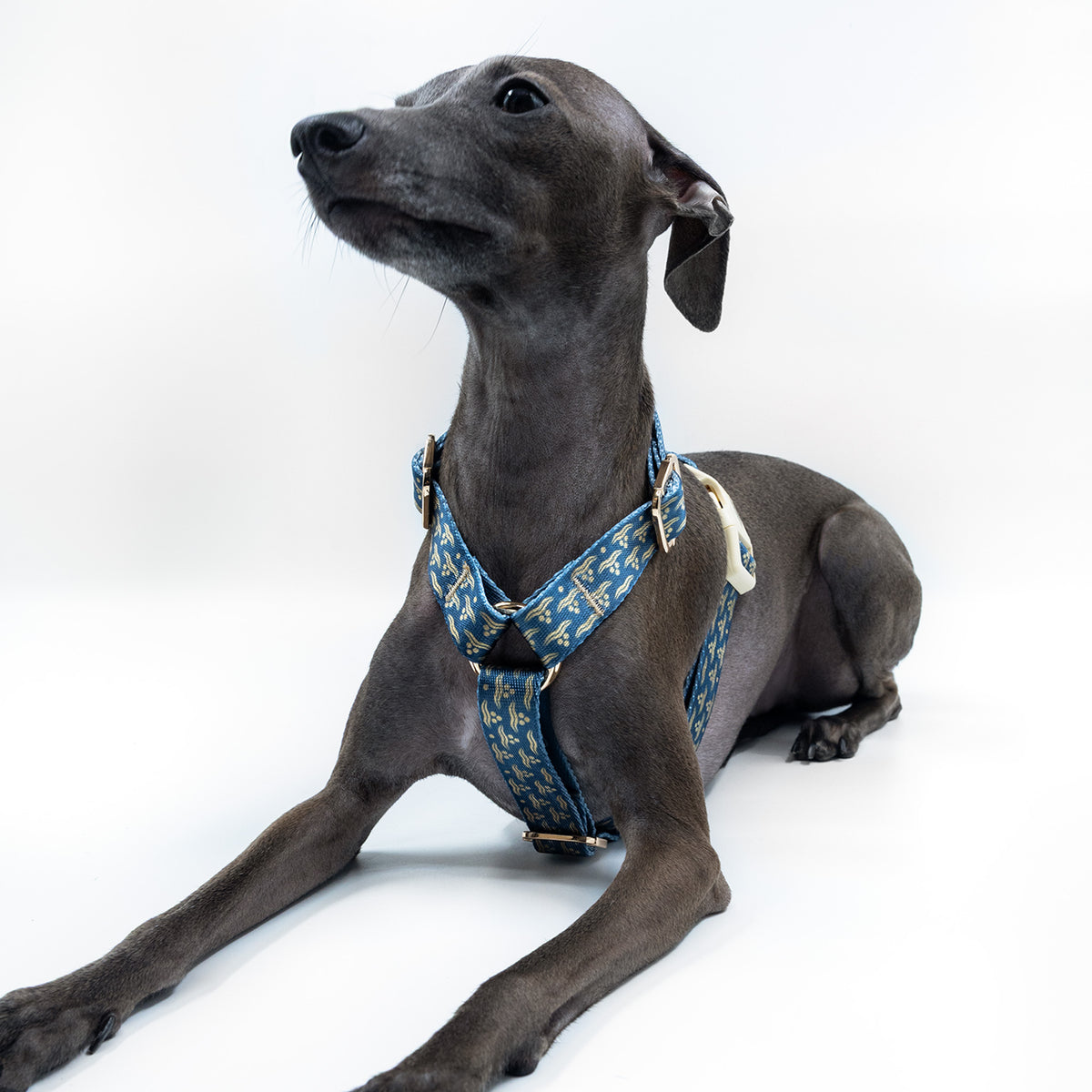 Arcus Marinus x Chintamani Köpek Göğüs Tasması