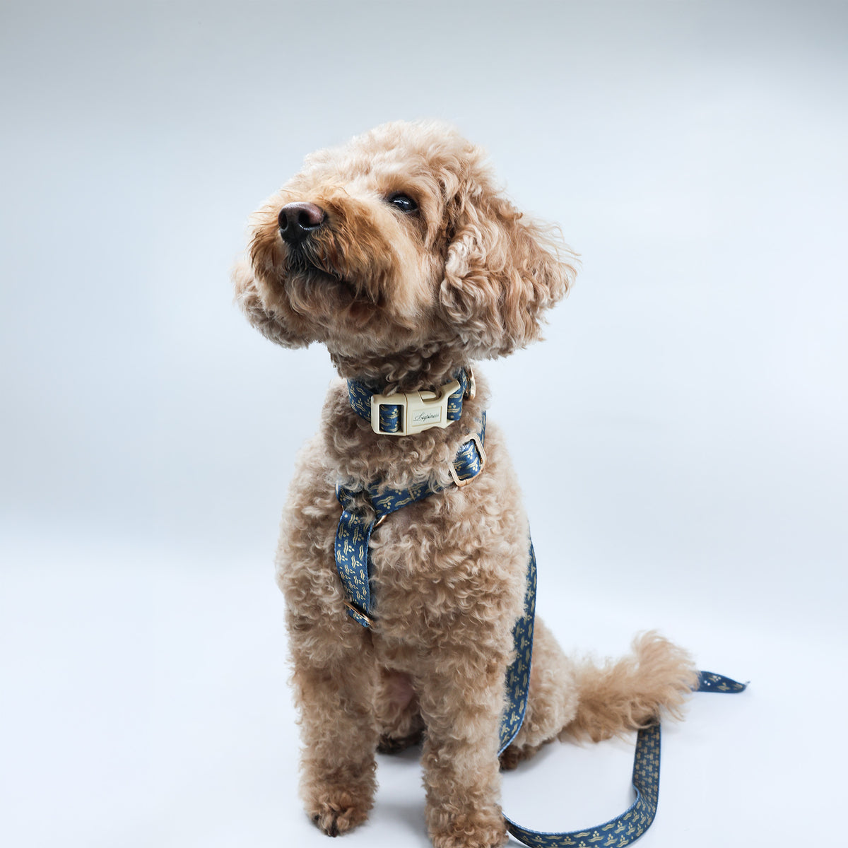 Arcus Marinus x Chintamani Köpek Göğüs Tasması