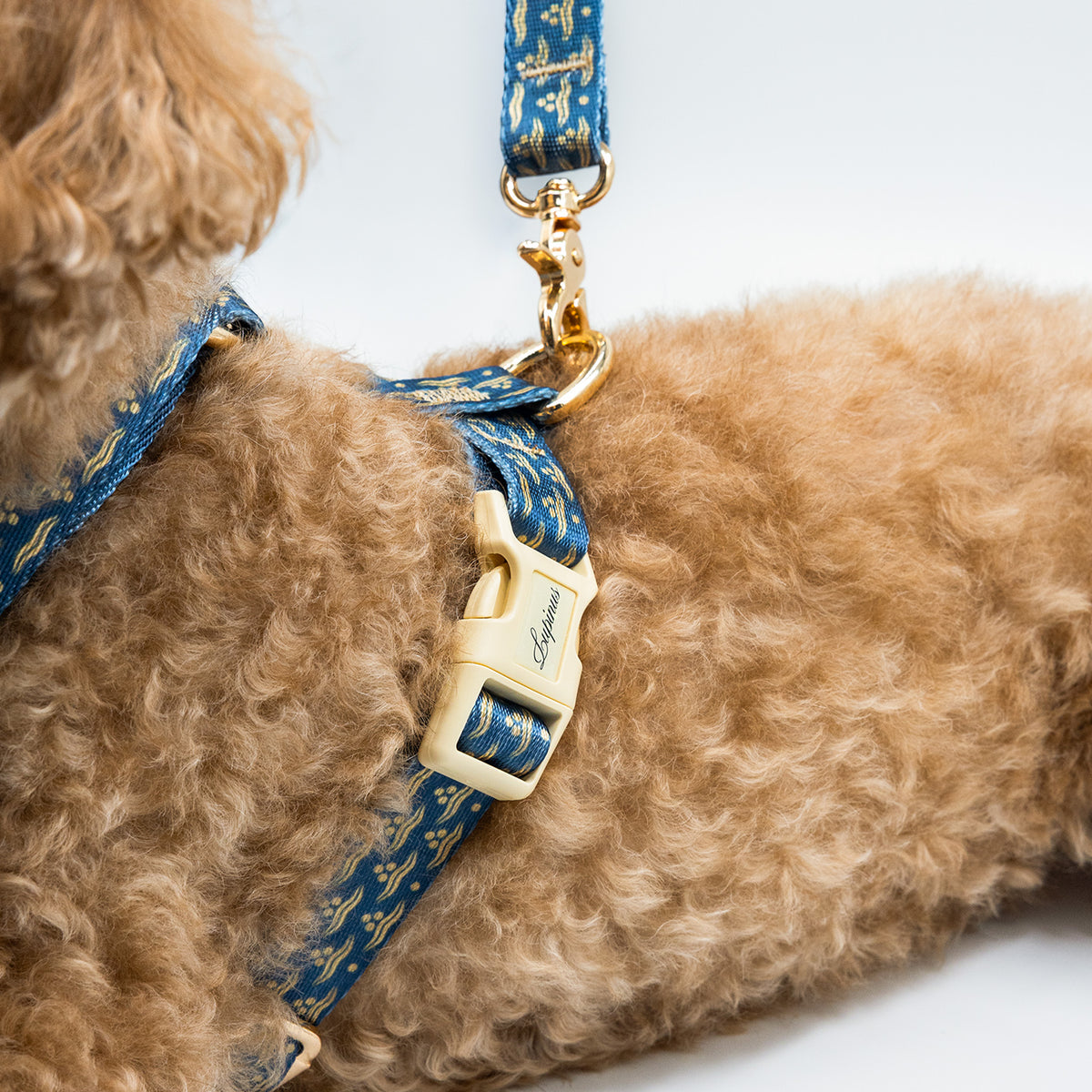Arcus Marinus x Chintamani Köpek Göğüs Tasması