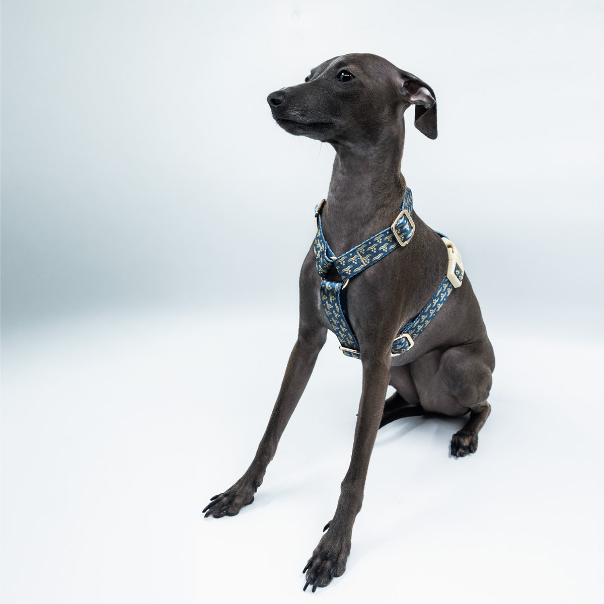 Arcus Marinus x Chintamani Köpek Göğüs Tasması