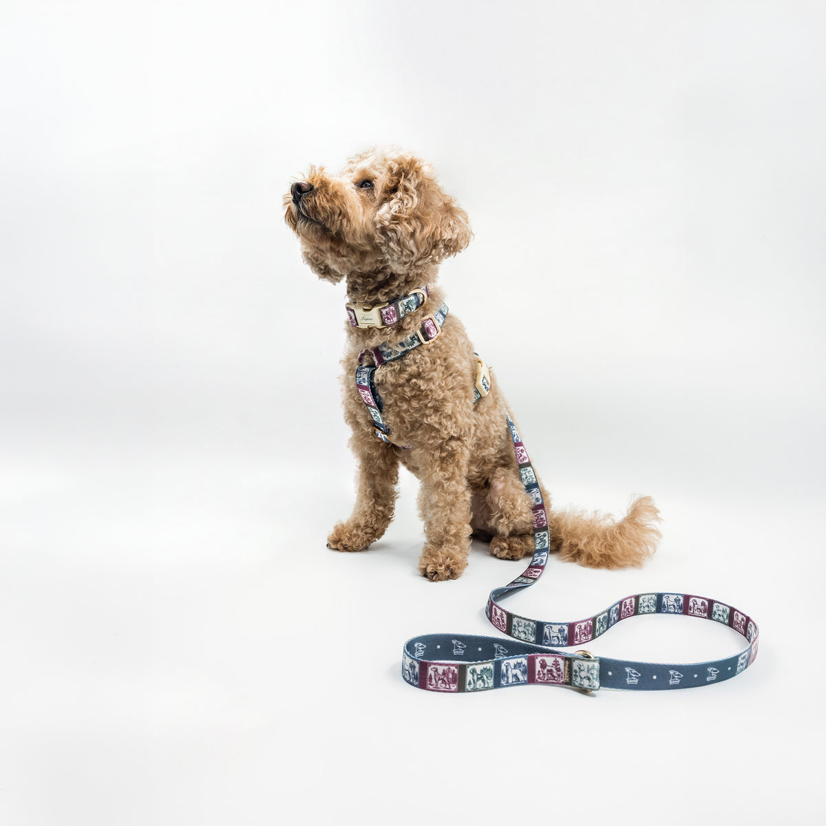 Arcus Picta x Memoria Köpek Göğüs Tasması