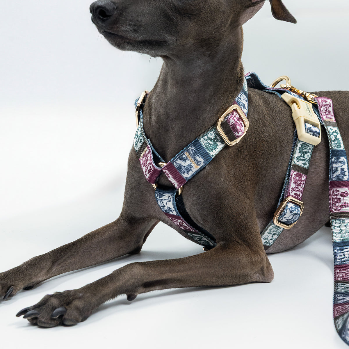 Arcus Picta x Memoria Köpek Göğüs Tasması
