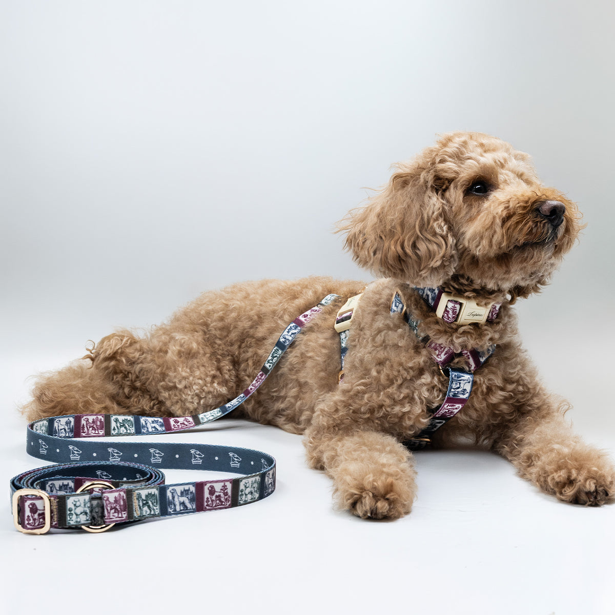 Arcus Picta x Memoria Köpek Göğüs Tasması