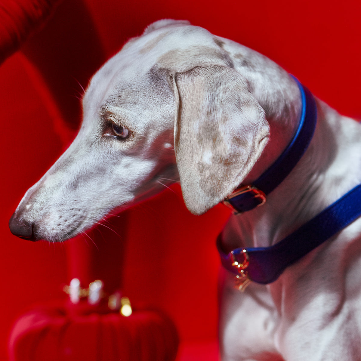 Coronet Charm Kişiselleştirilebilir Köpek İsimliği