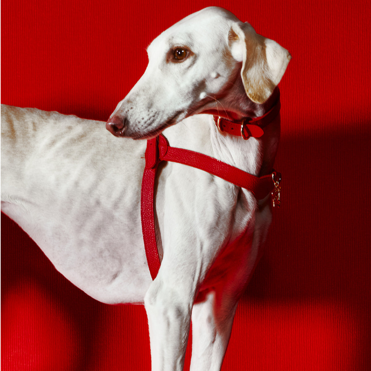 Coronet Charm Kişiselleştirilebilir Köpek İsimliği