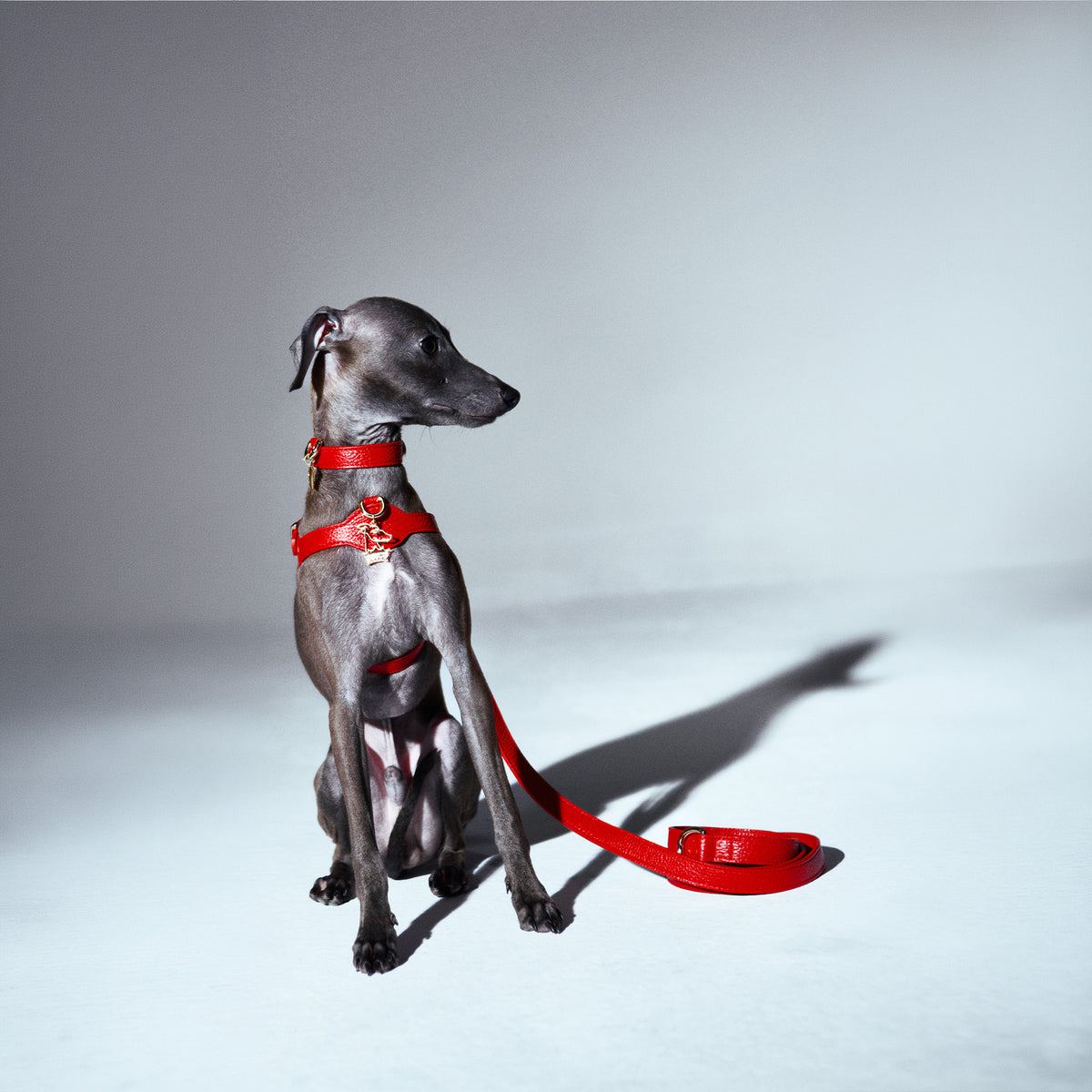 Coronet Charm Kişiselleştirilebilir Köpek İsimliği