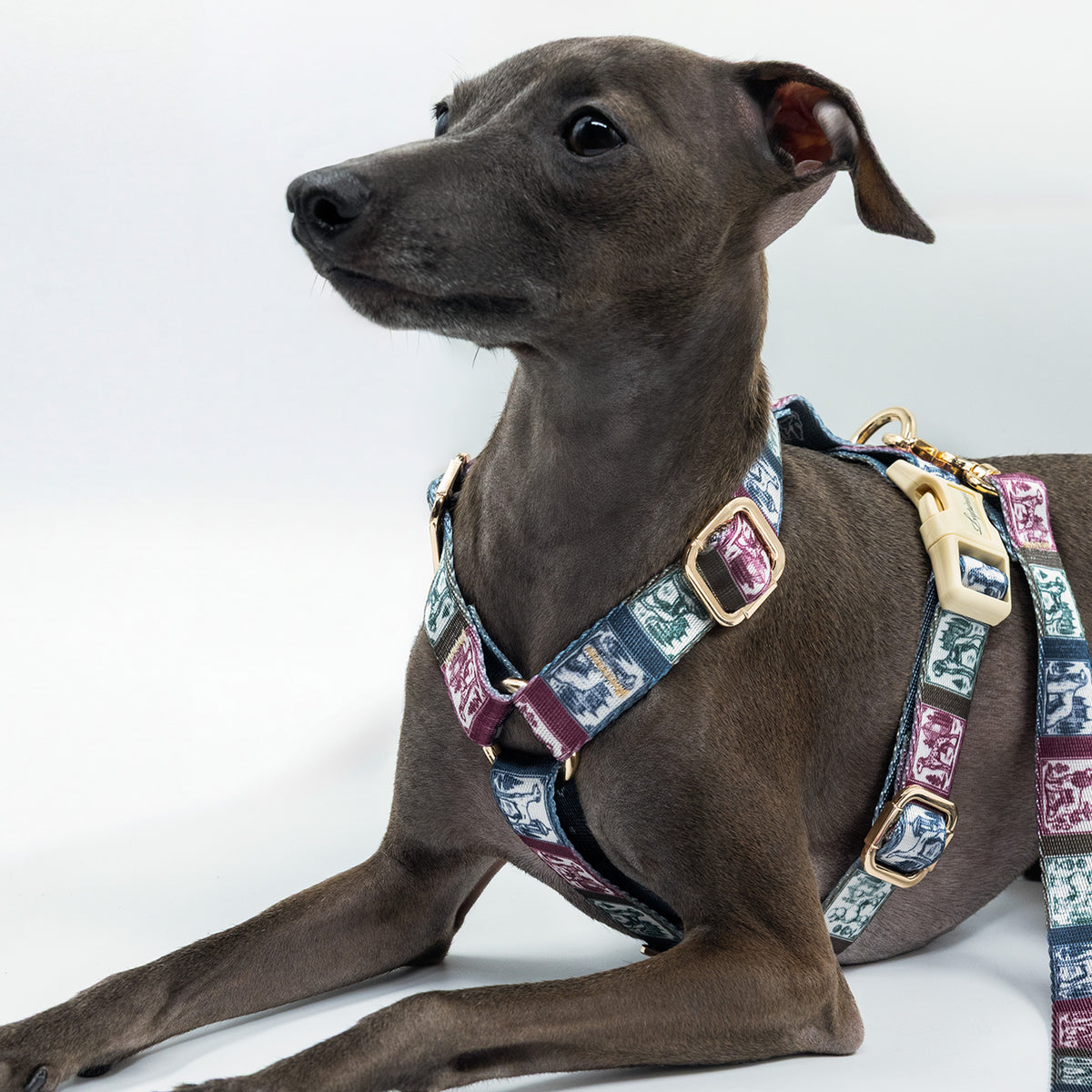 Ductus Picta x Memoria Köpek Gezdirme Kayışı