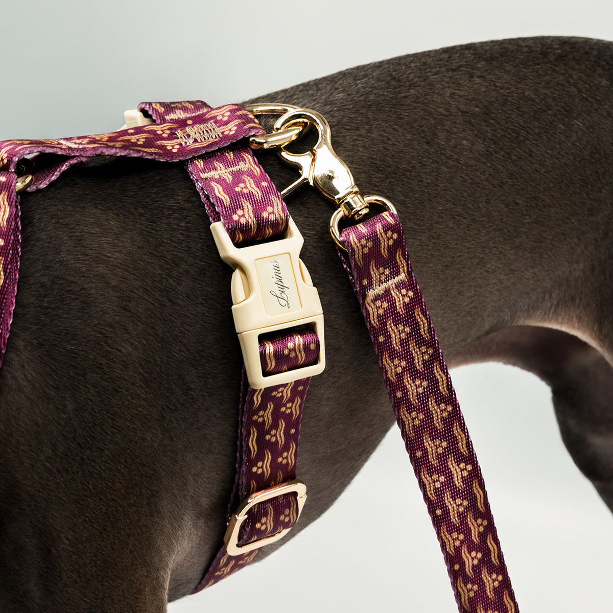 Flexus Cerasus x Chintamani Köpek Gezdirme Kayışı