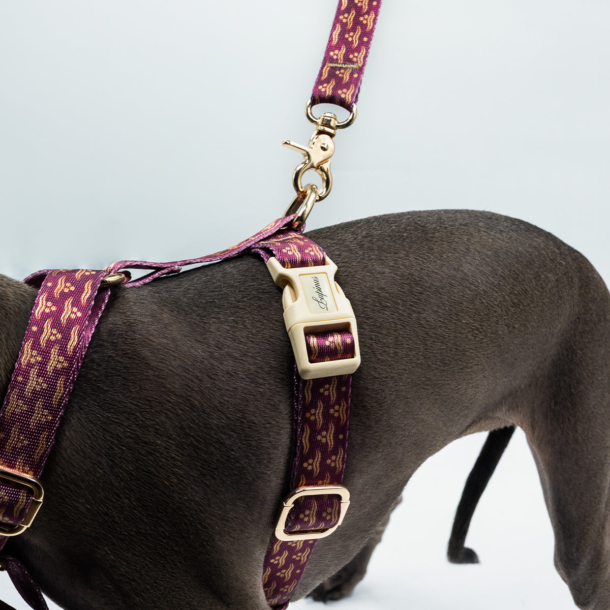 Flexus Cerasus x Chintamani Köpek Gezdirme Kayışı