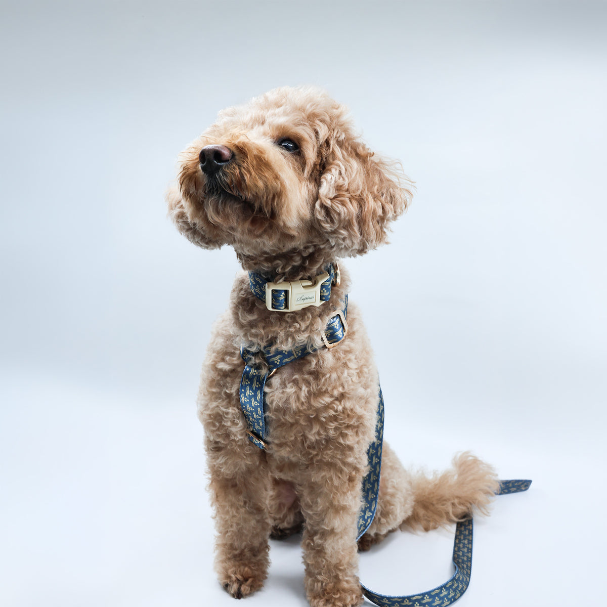 Flexus Marinus x Chintamani Köpek Gezdirme Kayışı