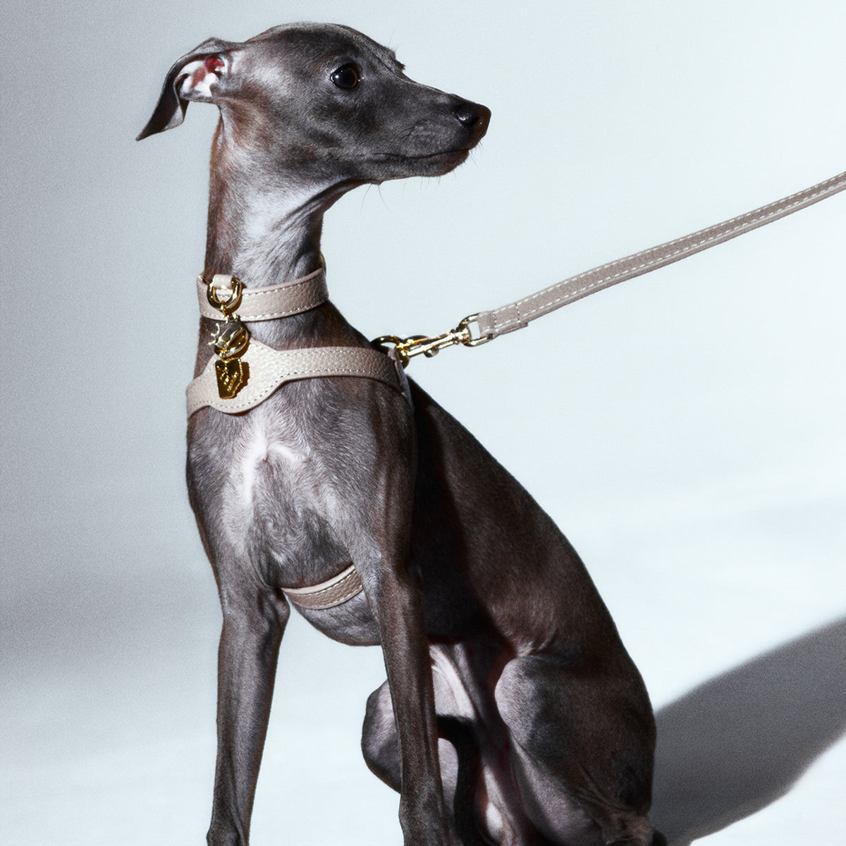 Imperial Byssus x Legacy Köpek Gezdirme Kayışı