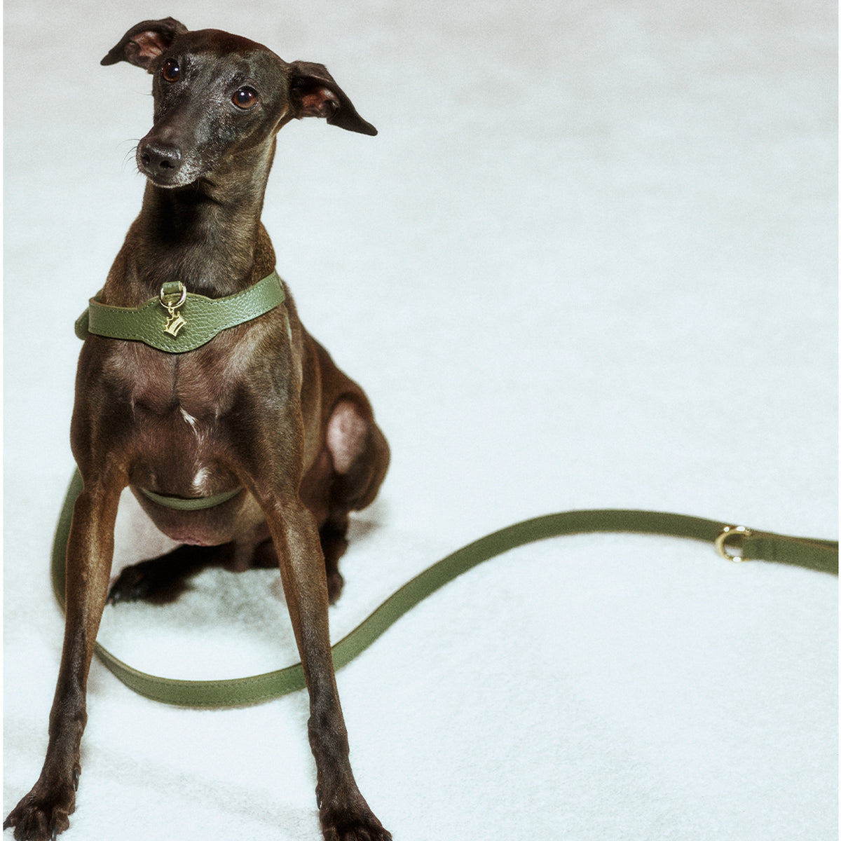 Imperial Viridis x Legacy Köpek Gezdirme Kayışı