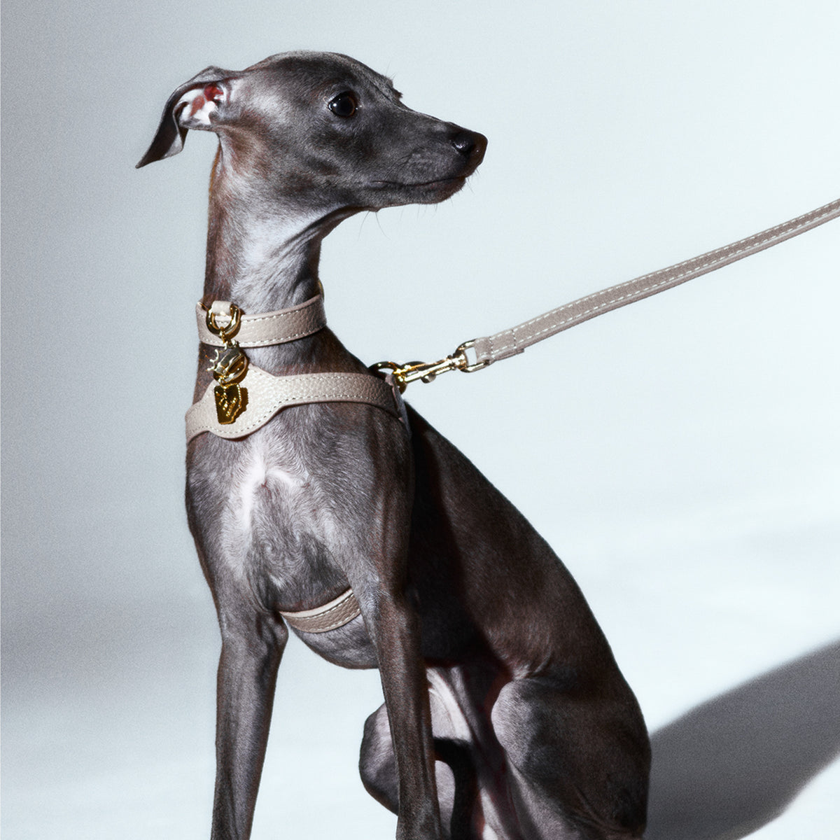 Monarch Byssus x Legacy Çapraz Köpek Gezdirme Kayışı