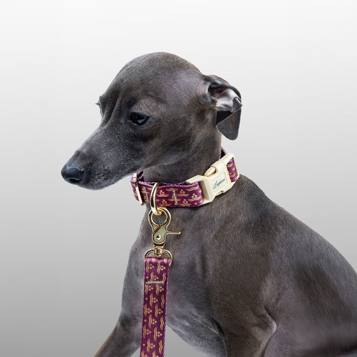 Nexus Cerasus x Chintamani Köpek Boyun Tasması