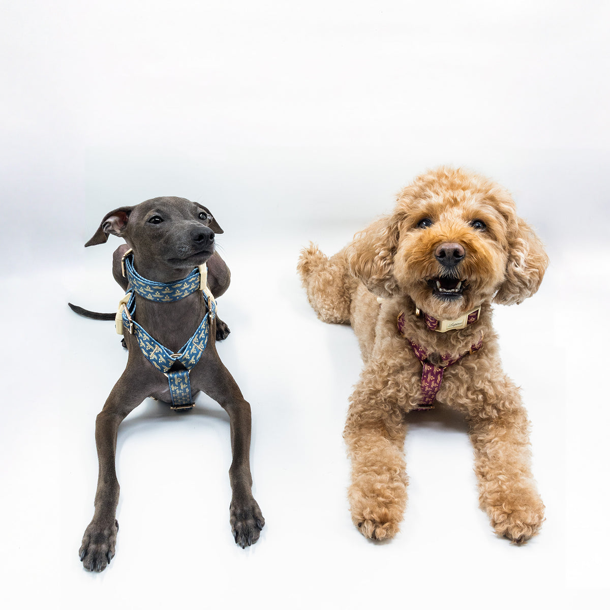 Nexus Cerasus x Chintamani Köpek Boyun Tasması